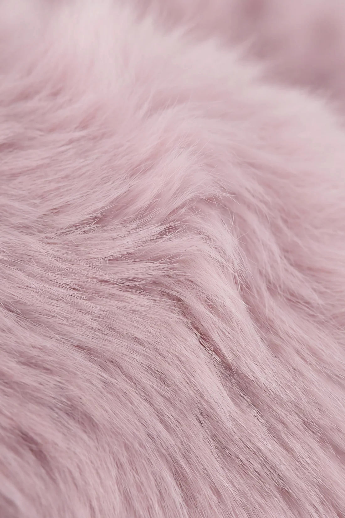 Snuggle Bunnies | Moon the Cat | Violet